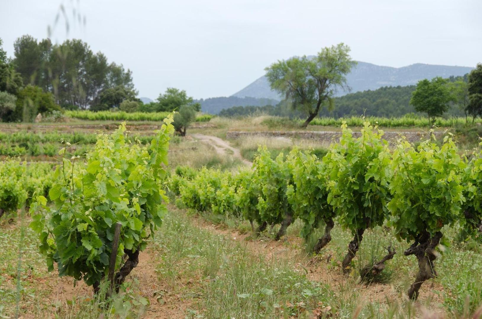 La Maison De Campagne Carcès Εξωτερικό φωτογραφία